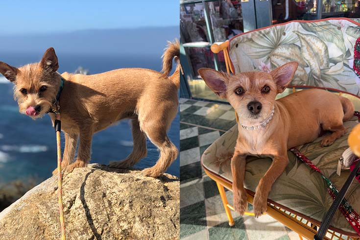 Left: Honey, a terrier, stands on a rock in the mountains. Right: Honey sits on a lounge wearing a pearl collar.