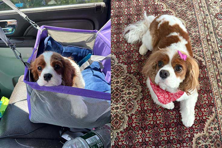 Left: Iggy, a Cavalier King Charles Spaniel, sits in a carrier in a car. Right: Iggy stands on a rug looking up and wearing a bandana and butterfly hair clip.