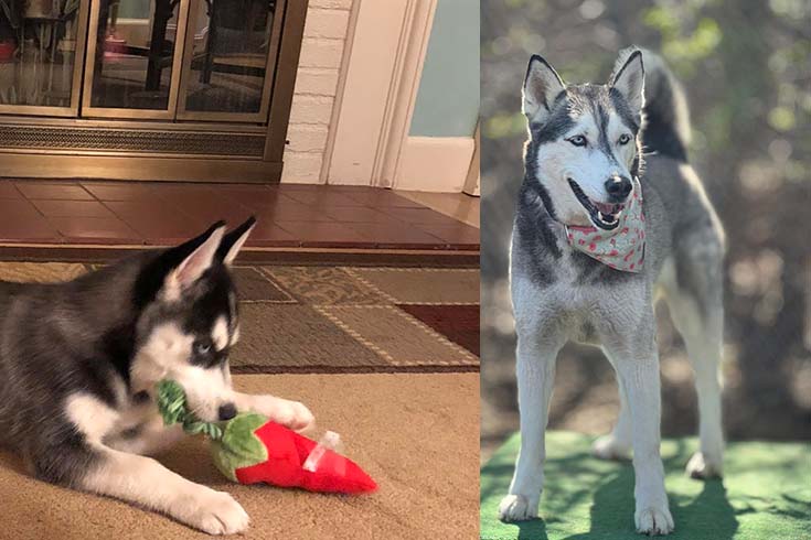Left: Kira, a Siberian Husky puppy, lies on the floor with a toy. Right: An older Kira stands outside wearing a bandana.