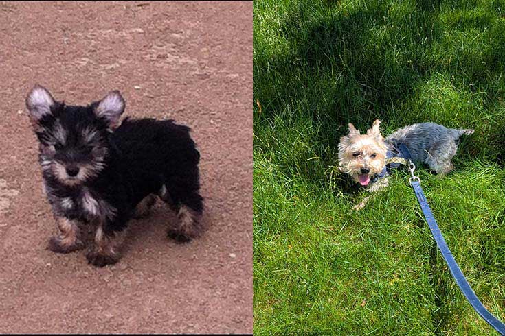 Left: Kirby, a dark-colored Yorkie mix puppy, stands outside. Right: An older and lighter-colored Kirby runs on a leash in the grass.