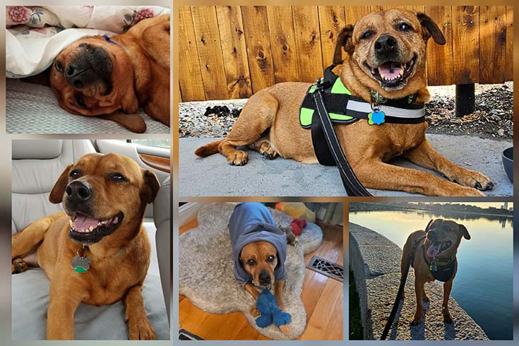 Left: Two pictures of Kiwi, a dog, one lying on a bed and one in a car. Right: three images of an older Kiwi, one lying outside, one lying in a blanket on a rug, and one standing by the water. 
