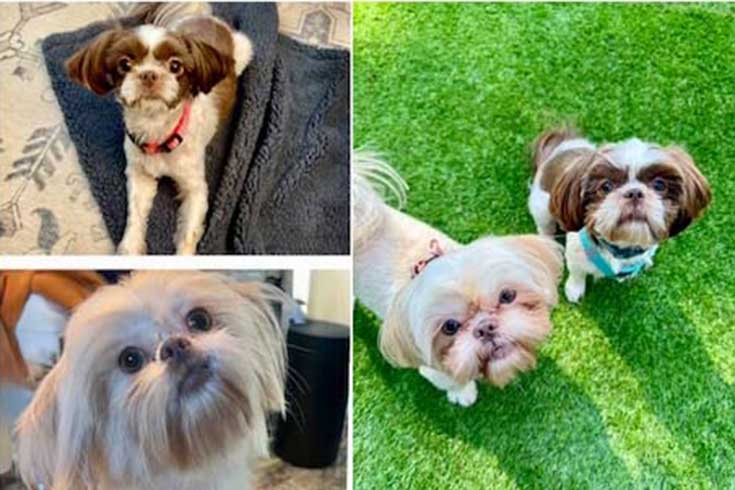Left: Lucy and Louise, two Shih Tzus, each sit inside. Right: Lucy and Louise both sit on the grass and look up at the camera.