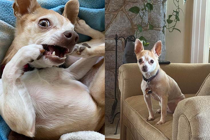 Left: Mallory, a small dog, lies on a blanket chewing her foot. Right: Mallory sits on a chair.