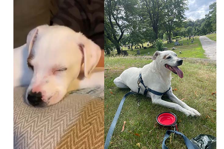 Left: Milo, a puppy, lies on a couch. Right: An older Milo lies outside on the grass.