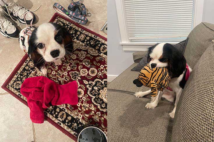 Left: Mocha, a Cavalier King Charles Spaniel, stands on a doormat looking up. Right: Mocha sits on a couch holding a toy tiger.