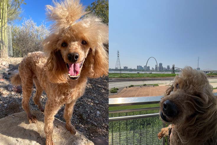 Left: Noah, a miniature poodle puppy, stands outside on a rock. Right: An older Noah looks at the camera, with the Gateway Arch in the background.