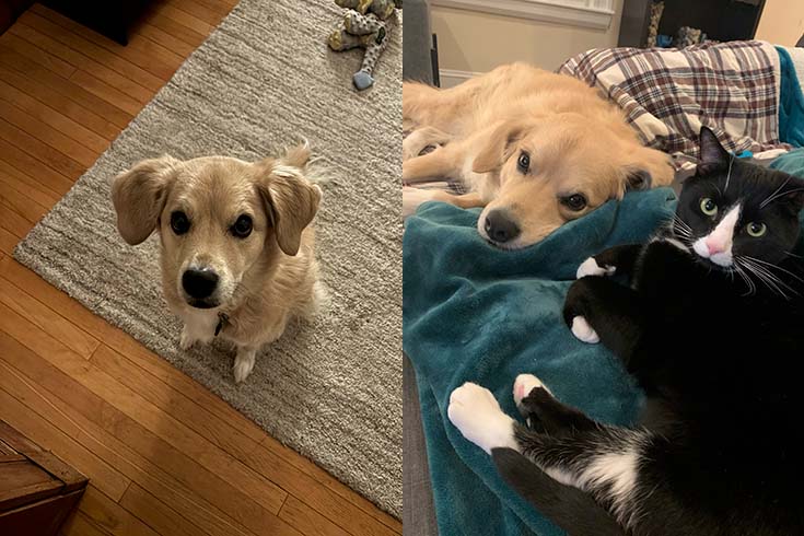 Left: Olive, a dog, sits on a rug. Right: Olive lies on a couch next to Gustavo, a cat.