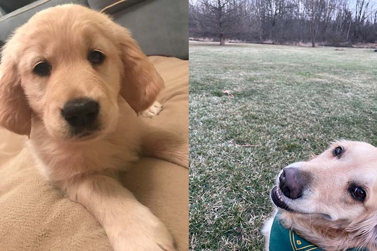 Left: Orlaith, a puppy, lies on a cushion. Right: An older Orlaith stands outside and looks at the camera.