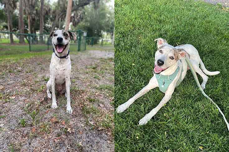Left: Piper, a Staffie/Pitbull/Pyrenees mix, sits on the ground. Right: Piper lies on the grass wearing a bandana.