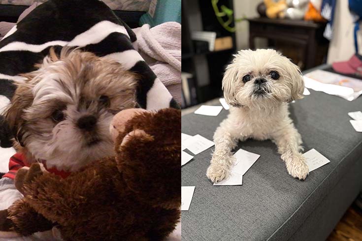 Left: Reign of Terror, a dark-colored shih tzu puppies, sits on a blanket with a stuffed toy. Right: An older and lighter-colored Reign of Terror sits on a couch.