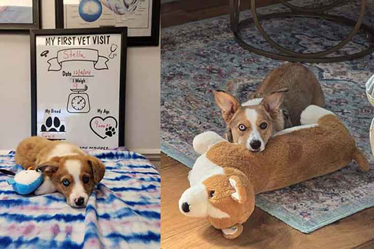 Left: Stella, a corgi-mini-Australian-shepherd mix, lies on a blanket with a stuffed blue penguin in front of a whiteboard describing her first vet visit. Right: An older Stella sits on the rug with a large stuffed corgi.