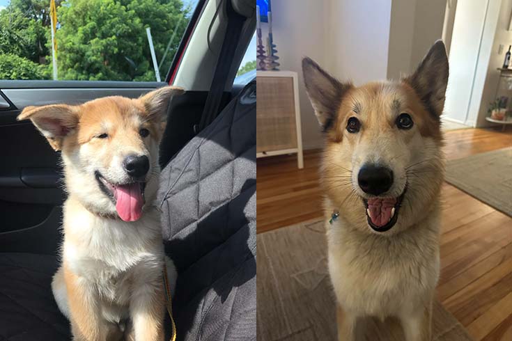 Left: Waffles, an Akita/Husky/German Shepherd mix, sits in a car. Right: Waffles sits on a rug.