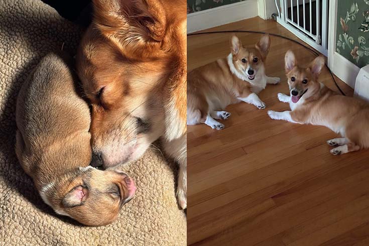 Left: Zilla, a corgi, lies on the rug with Russet, a corgi puppy, curled around her nose. Right: An older Zilla and Russet lie on the floor.