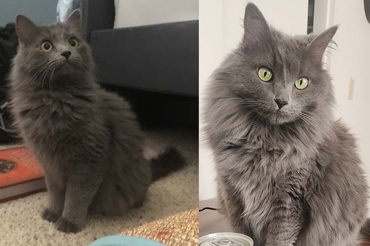Left: Asha, a gray cat, sits on the rug. Right: An older Asha looks at the camera.