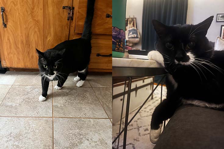 Left: Augustus Bertram, a tuxedo cat, stands in front of wooden cabinets. Right: Augustus Bertram lies on a chair with his head and one paw on a table.