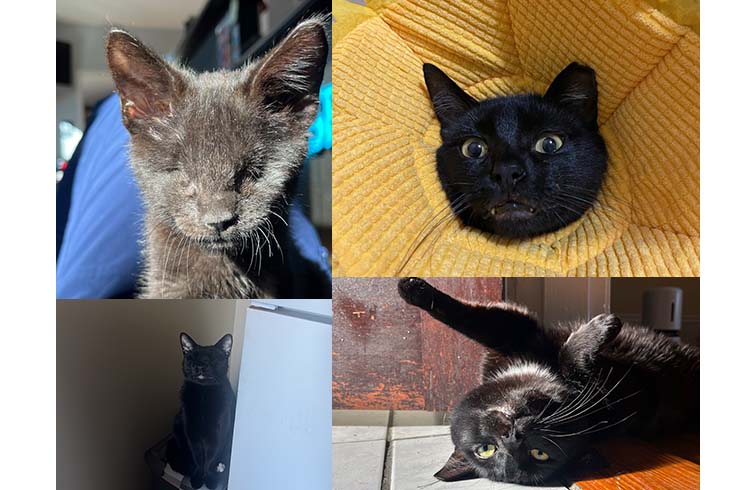 Upper left: Billie Eyeless, an eyeless cat, faces the camera. Bottom left: An older Billie Eyeless sits on a stool next to a refrigerator. Top right: Oliver, a black cat, looks at the camera with a sunflower headdress on. Right: An older Oliver lies on the floor.