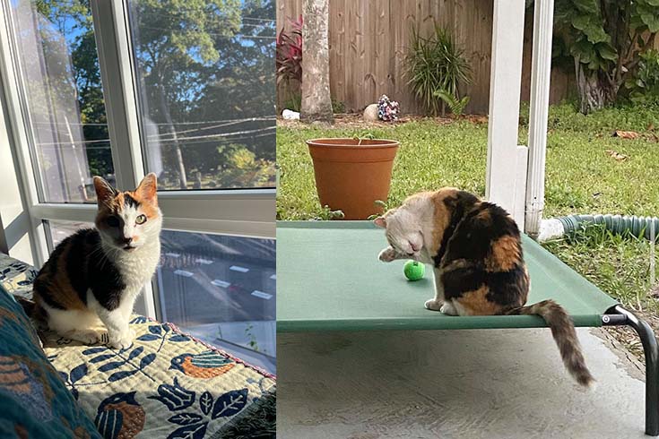 Left: Cali, a calico cat, sits on a bed by the window. Right: Cali sits outside grooming herself.
