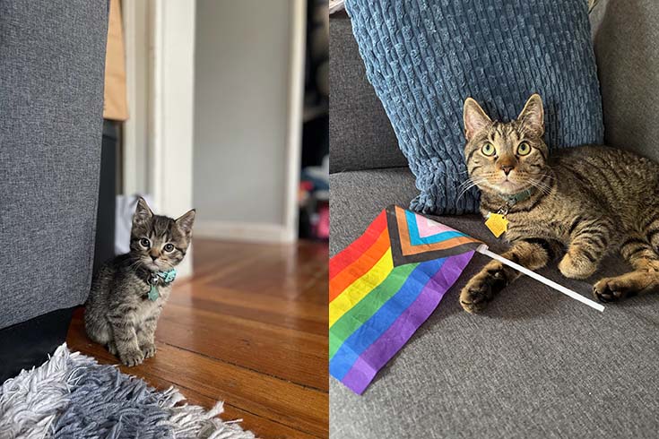 Left: Charlie, a kitten, sits on the floor next to a couch. Right: An older Charlie lies on the couch with a Pride flag.