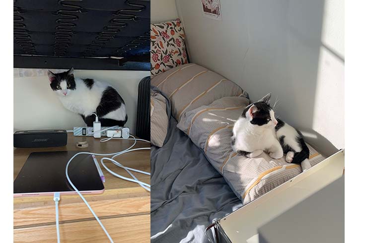 Left: Chashao, a black and white cat, sits under a bed amongst charger cords. Right: An older Chashao lies on the bed.