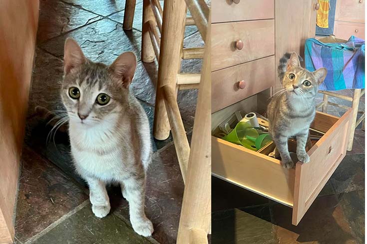 Left: Dymka, a kitten, looks up from under a table. Right: An older Dymka sits in a drawer.