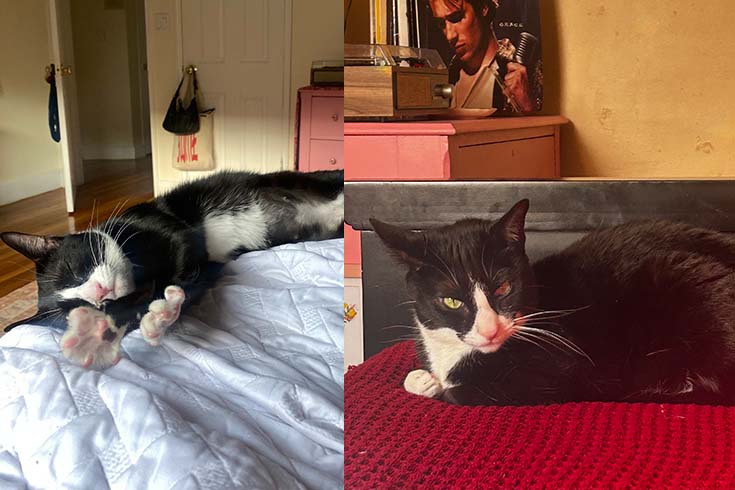 Left: Lilith, a black and white cat, lies on a bed. Right: Lilith sits and looks at the camera.
