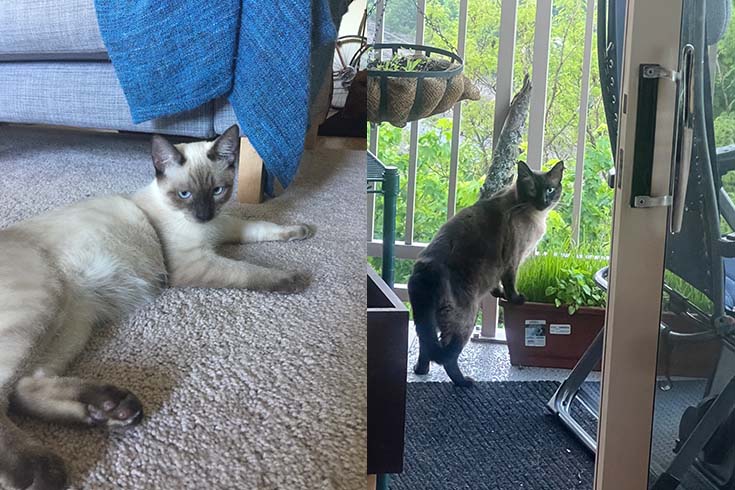 Left: Peanut, a cat, lounges on the floor. Right: An older Peanut stands outside among plants.