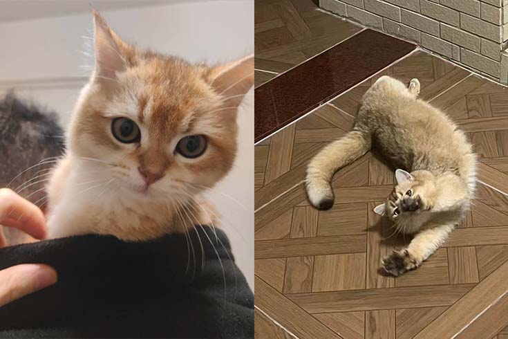 Left: Pudding, a kitten, looks at the camera with big eyes. Right: An older Pudding stretches on the floor.