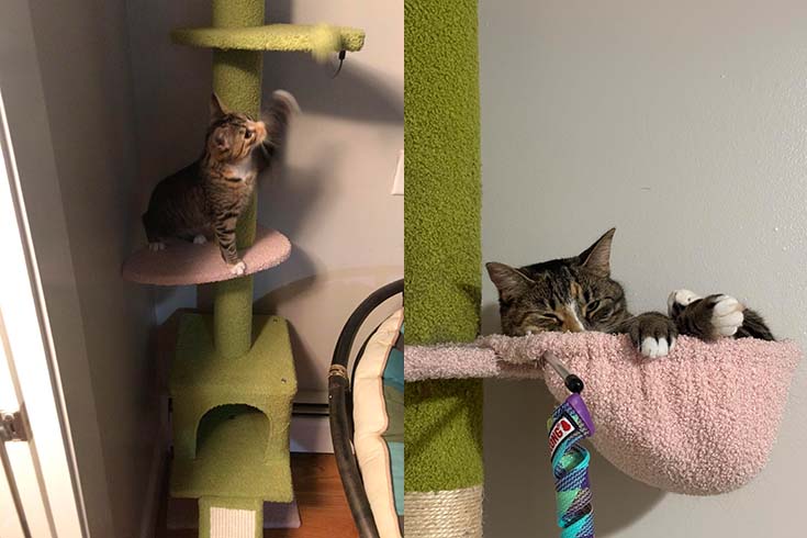 Left: Tofu, a kitten, sits on a cat tree batting a hanging toy. Right: An older Tofu sleeps in a bed attached to the cat tree.