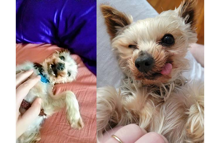 Left: Baby, a dog, lies on his back being petted. Right: Baby looks at the camera and sticks out his tongue.