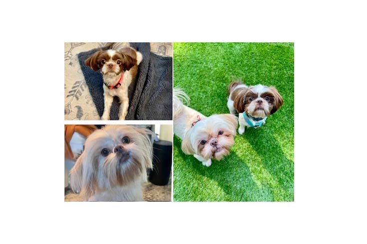 Left: Lucy and Louise, two Shih Tzus, each sit inside. Right: Lucy and Louise both sit on the grass and look up at the camera.