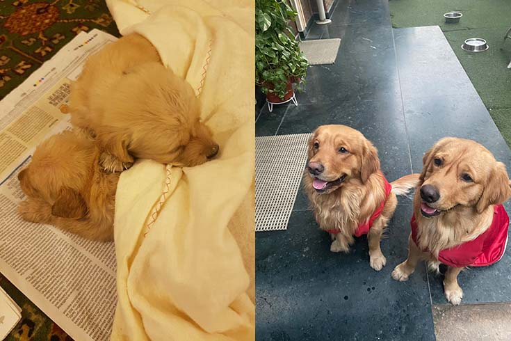 Left: Mars and Pluto, two golden retriever puppies, lie in a blanket on top of newspaper. Right: Adult Mars and Pluto sit outside wearing red jackets.