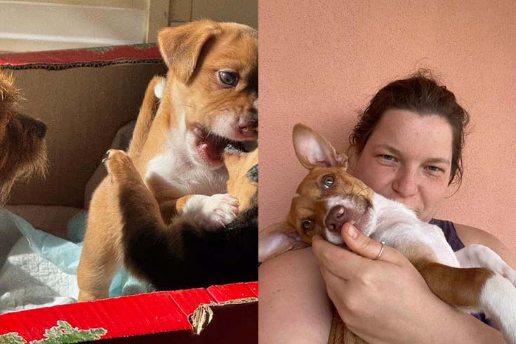 Left: Milo, a puppy, knocks another puppy down. Right: Milo rests in the arms of Marie Comuzzo, a PhD student.