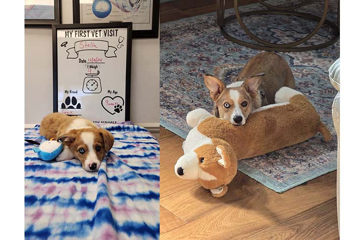 Left: Stella, a corgi-mini-Australian-shepherd mix, lies on a blanket with a stuffed blue penguin in front of a whiteboard describing her first vet visit. Right: An older Stella sits on the rug with a large stuffed corgi.