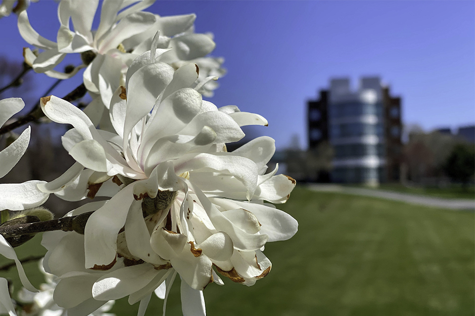 white flowers on campus