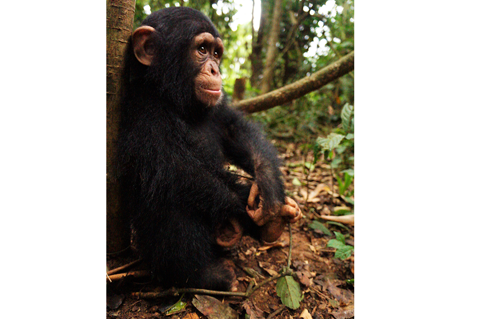 little larry interacts with another chimpanzee