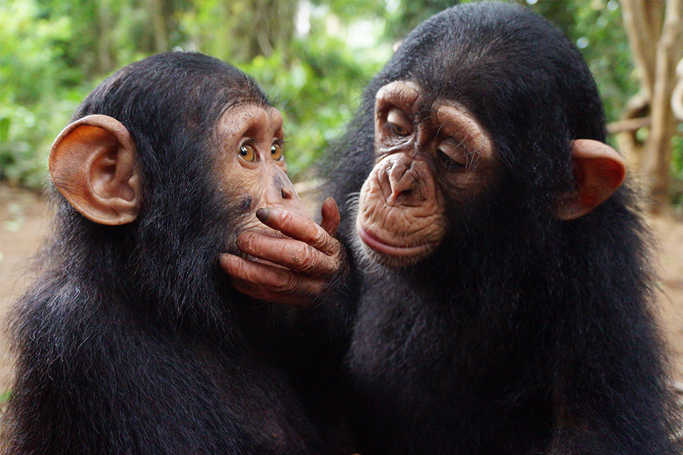 two chimpanzees interacting