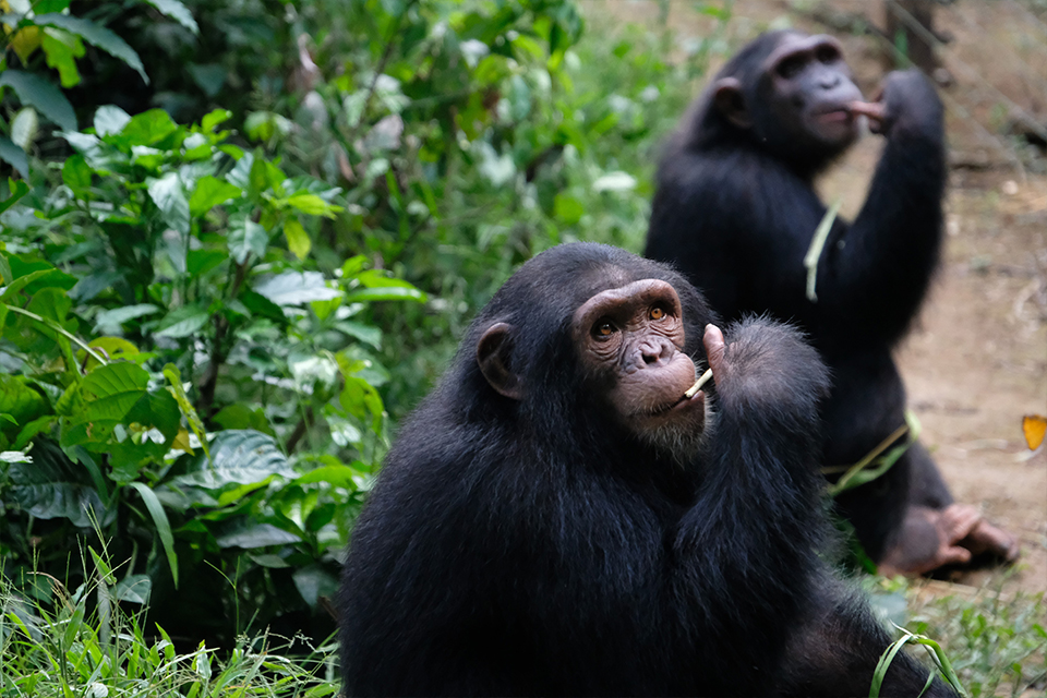 two chimpanzees sit on forest floor