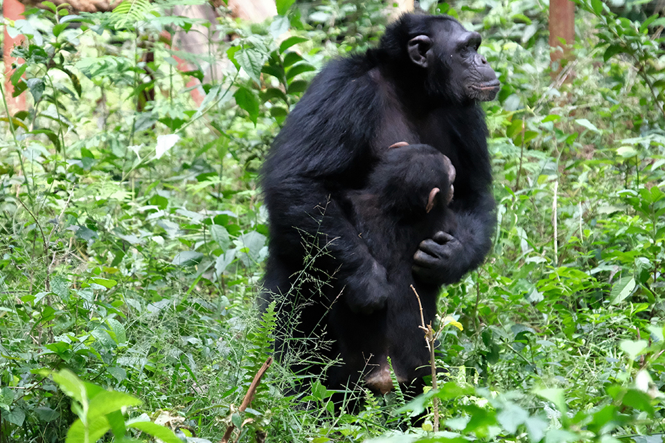 adult chimp comforts youngster