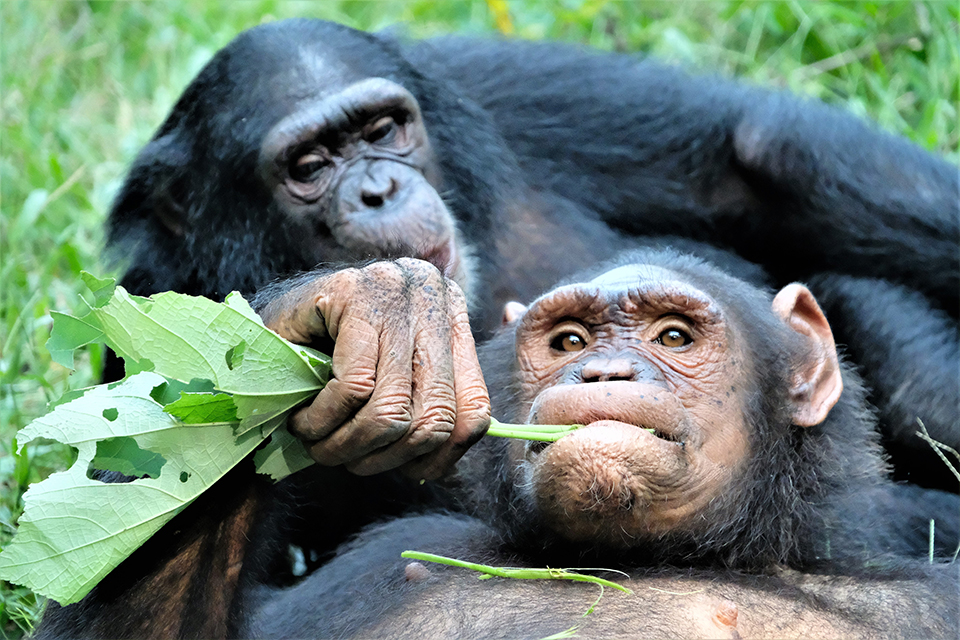 two chimpanzees chew on leaves