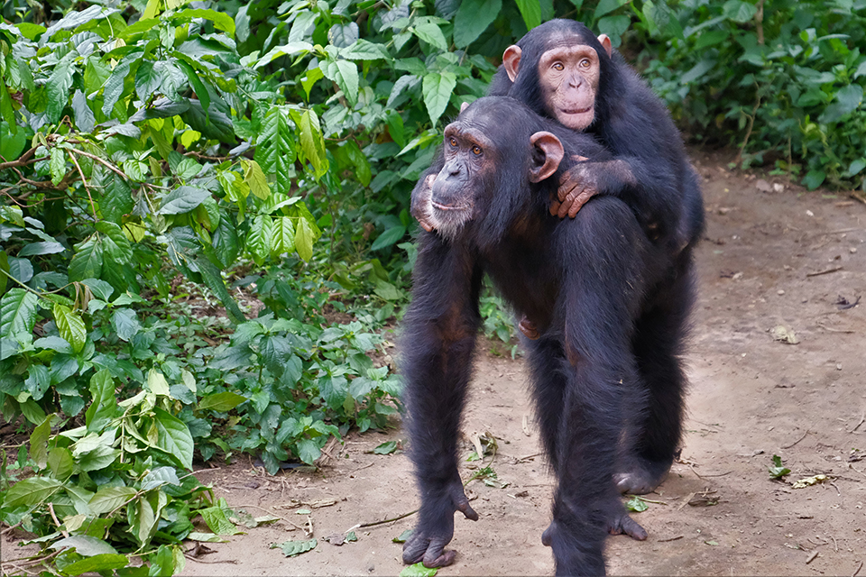 adult chimpanzee carries infant