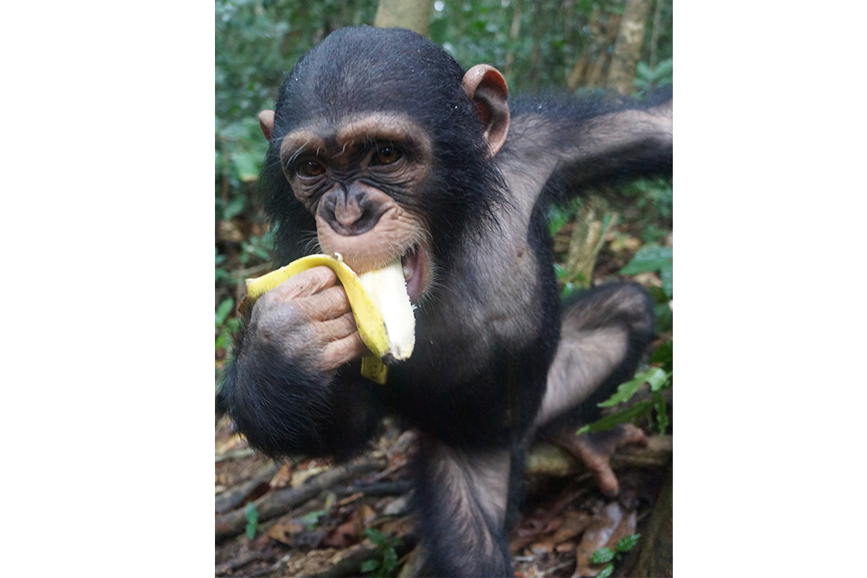 little larry eats a banana