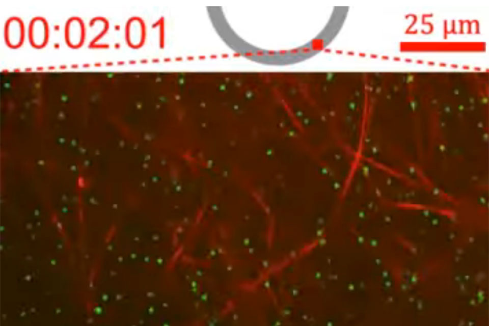 Microtubules in motion