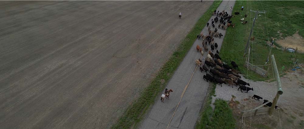 A large herd of cows crosses a rural road.