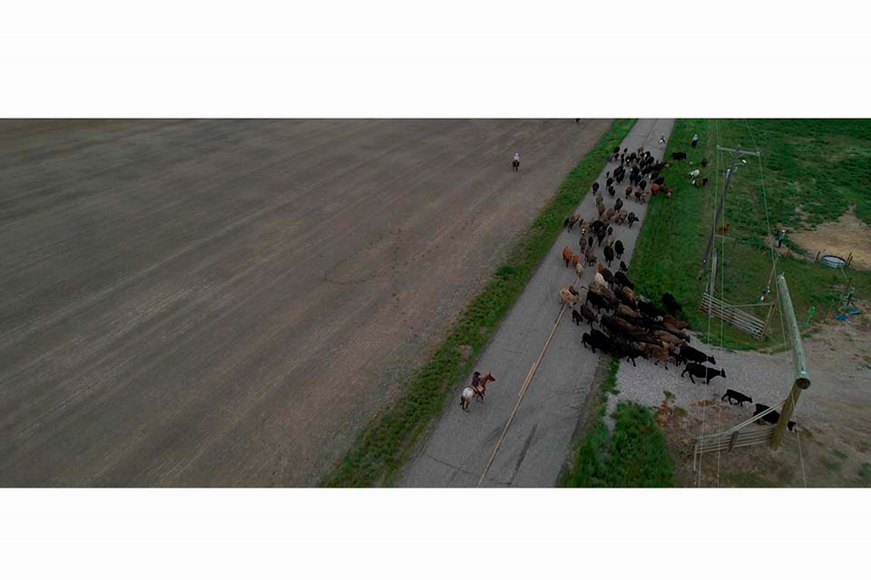 A large herd of cows crosses a rural road.