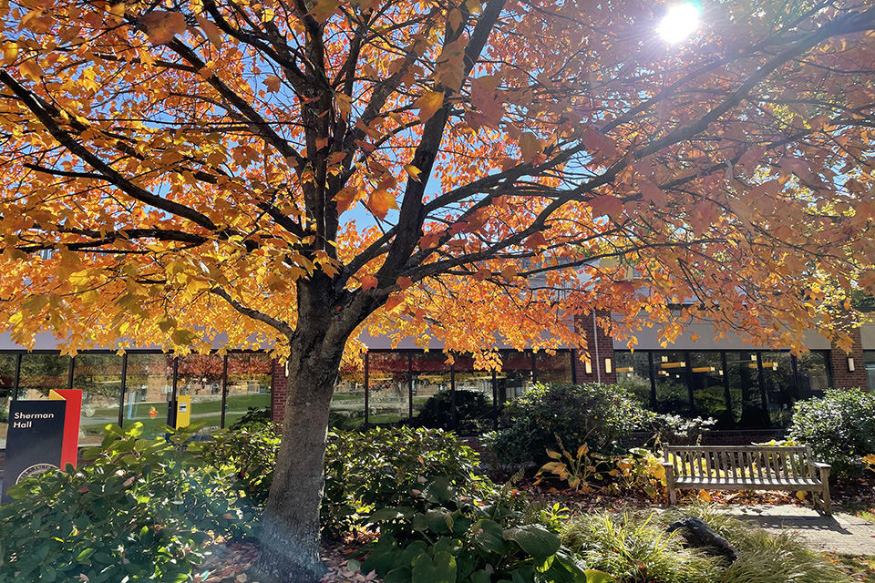 Tree with brightly colored leaves in front of Sherman Hall