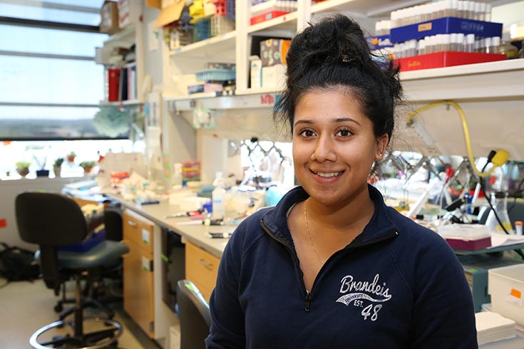 Brandeis workday Brandeis workday image
