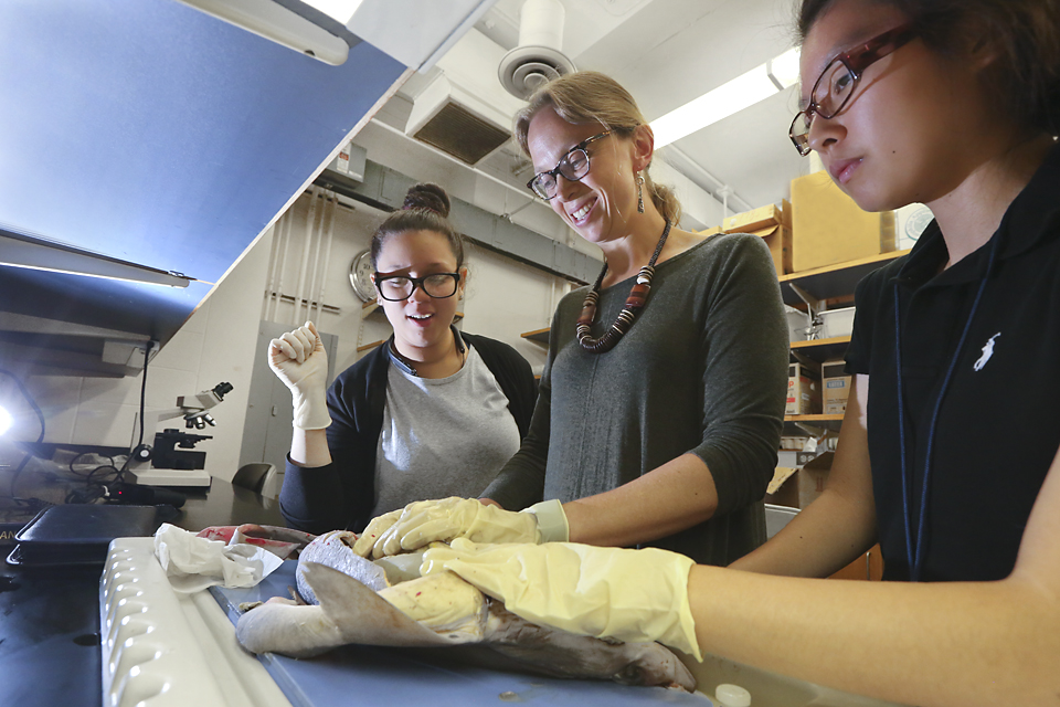 Professor Miara and students dissecting a shark in a lab