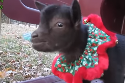 Close up of baby goat wearing a red collar