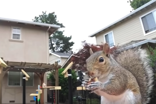 Screenshot from a video of a man making a maze for a squirrel with the image showing a close-up image of a squirrel in a backyard