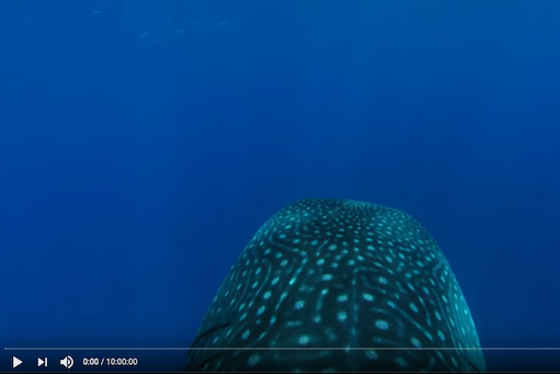 Blue underwater image of whale